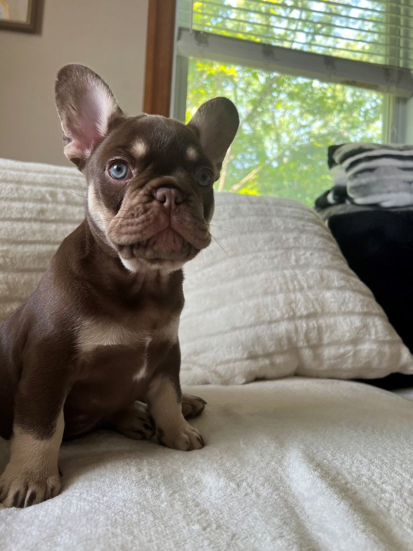 A MonRoyal Frenchies puppy