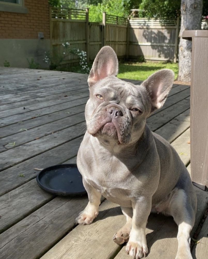 A retired MonRoyal Frenchies parent