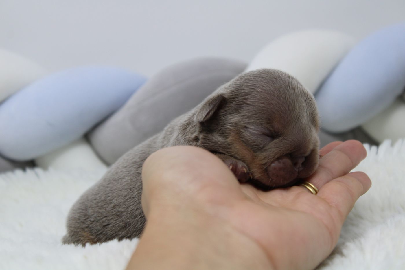 A puppy from the Christmas litter