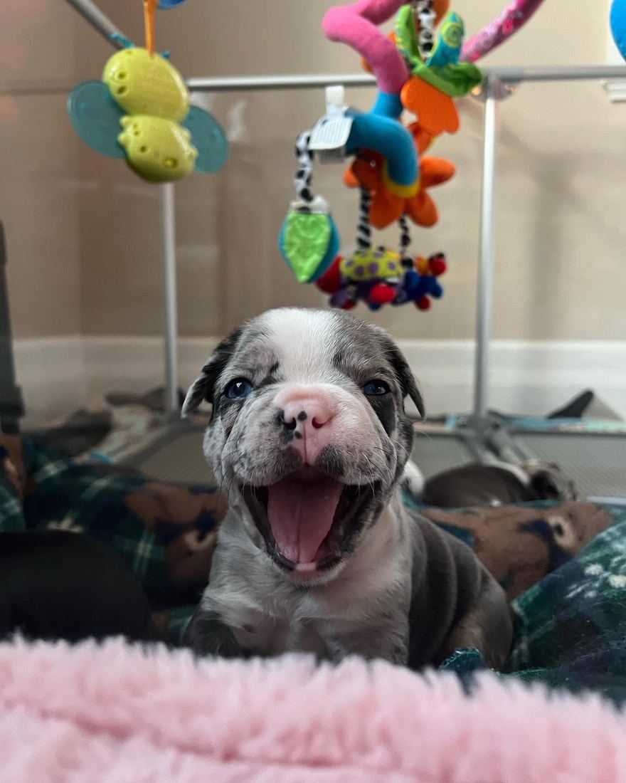 A MonRoyal Frenchies puppy
