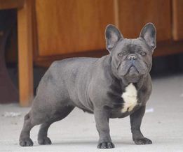A retired MonRoyal Frenchies parent