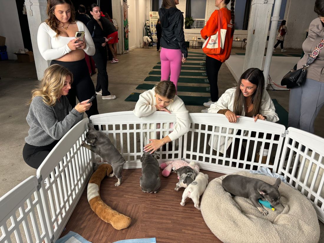 A MonRoyal Frenchies puppy event